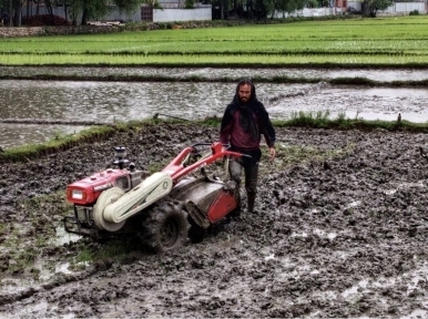 Despite lack of non-local workers owing to Covid, Kashmiri farmers themselves engage in paddy cultivation 