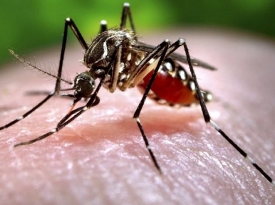 Owing to preventive measures, no dengue and Chikungunya cases this time in Bangladesh
