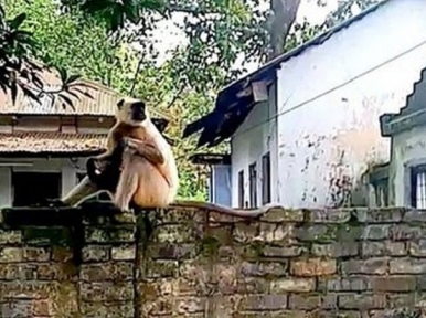 Dinajpur: Monkey visits police station seeking security