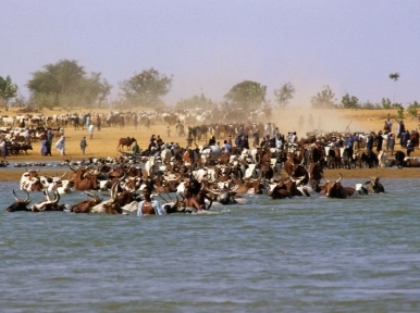 Smugglers implement unique method, use flood waters to smuggle cows from India