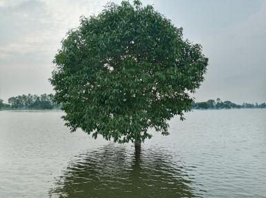 Bangladesh: Flood situation improves in many districts