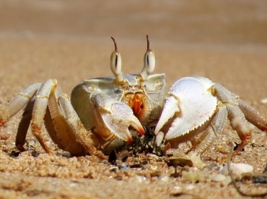 Coronavirus: Export of crab leaves businessmen in trouble 