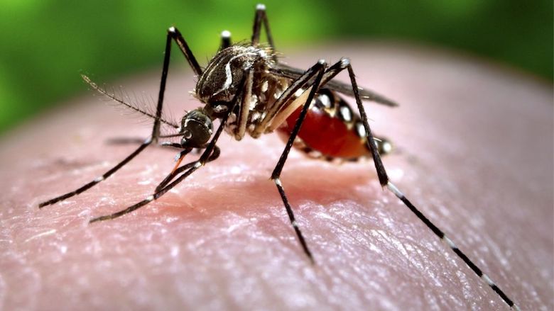 Owing to preventive measures, no dengue and Chikungunya cases this time in Bangladesh