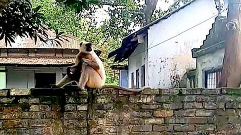 Dinajpur: Monkey visits police station seeking security