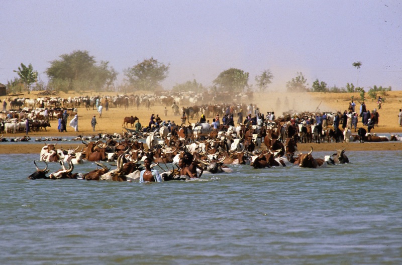 Smugglers implement unique method, use flood waters to smuggle cows from India