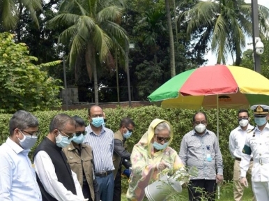 বৃক্ষরোপণ অনুষ্ঠানে হাসিনা 
